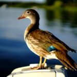 Ente auf Motor, Impression